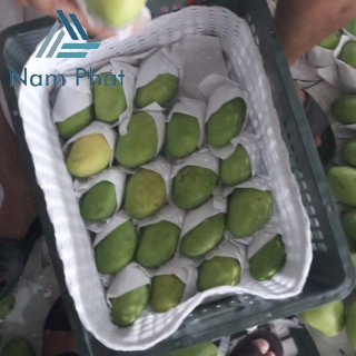 Tấm Foam Lót Xoài